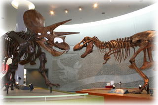 豊橋市のお出かけは豊橋市自然史博物館